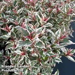 Hydrangea Serrata 'Euphoria Pink' -plant HYDR EUPHORIAP S47738