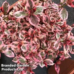 Hydrangea Serrata 'Euphoria Pink' -plant HYDR EUPHORIAP S47742