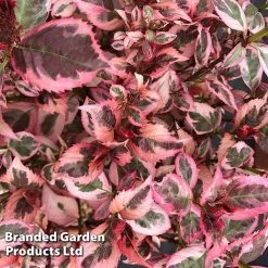 Hydrangea Serrata 'Euphoria Pink' -plant HYDR EUPHORIAP S47743