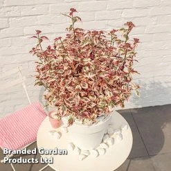 Hydrangea Serrata 'Euphoria Pink' -plant HYDR EUPHORIAP S49580