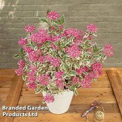 Hydrangea Serrata 'Euphoria Pink' -plant HYDR EUPHORIAP S49581