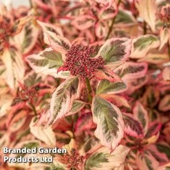 Hydrangea Serrata 'Euphoria Pink' -plant HYDR EUPHORIAP S49583