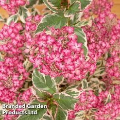 Hydrangea Serrata 'Euphoria Pink' -plant HYDR EUPHORIAP S49585