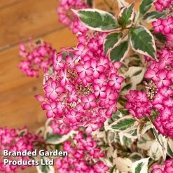 Hydrangea Serrata 'Euphoria Pink' -plant HYDR EUPHORIAP S49586