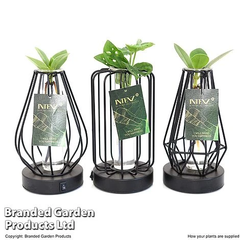 Hydroponic Collection In Turin Glass 7 Hydroponic Collection In Turin Glass - Image 7