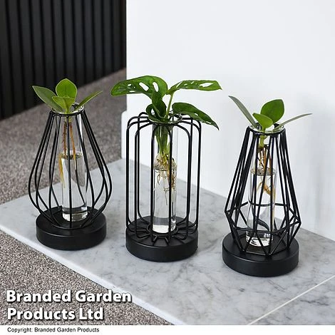 Hydroponic Collection In Turin Glass 1 Hydroponic Collection In Turin Glass