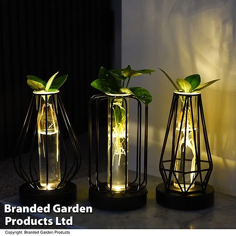 Hydroponic Collection In Turin Glass 2 Hydroponic Collection In Turin Glass - Image 2