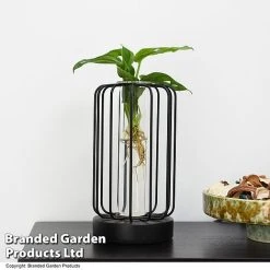 Hydroponic Collection In Turin Glass 10 Hydroponic Collection In Turin Glass -plant HYDR LEDTURING T49863