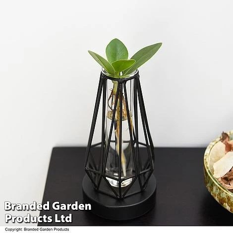 Hydroponic Collection In Turin Glass 5 Hydroponic Collection In Turin Glass - Image 5