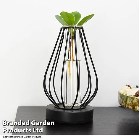 Hydroponic Collection In Turin Glass 6 Hydroponic Collection In Turin Glass - Image 6