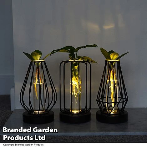 Hydroponic Collection In Turin Glass 3 Hydroponic Collection In Turin Glass - Image 3