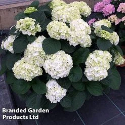 Hydrangea Macrophylla 'White' -plant HYDR MACRWHITE S50278