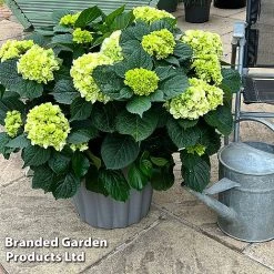 Hydrangea Macrophylla 'White' -plant HYDR MACRWHITE S50282