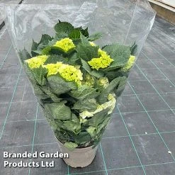 Hydrangea Macrophylla 'White' -plant HYDR MACRWHITE S50283