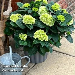 Hydrangea Macrophylla 'White' -plant HYDR MACRWHITE S5081