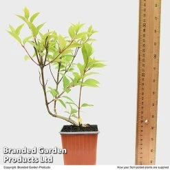 Hydrangea Paniculata 'Magical Moonlight' -plant HYDR MAGICM9CM T49364