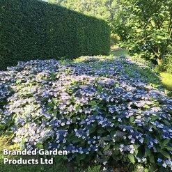 Hydrangea Serrata 'Magic Pillow' -plant HYDR MAGICPILL S34980