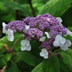 Hydrangea Aspera 'Sargentiana' -plant HYDR SARGENTIA S45790 NOW