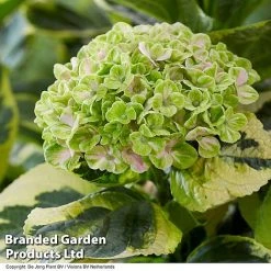 Hydrangea Macrophylla 'Sunshine Amy' -plant HYDR SUNSHIAMY S44097