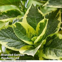 Hydrangea Macrophylla 'Sunshine Amy' -plant HYDR SUNSHIAMY S44100