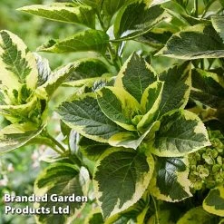 Hydrangea Macrophylla 'Sunshine Amy' -plant HYDR SUNSHIAMY S44101