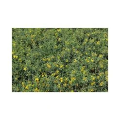 Hypericum Kalmianum 'Blue Velvet' -plant HYPE T66261 A h
