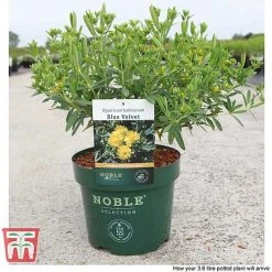 Hypericum Kalmianum 'Blue Velvet' -plant HYPE T66261 C