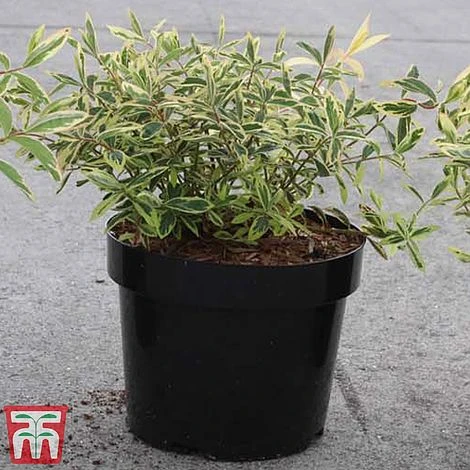 Hypericum Calycinum 'Carnival' 2 Hypericum Calycinum 'Carnival' - Image 2