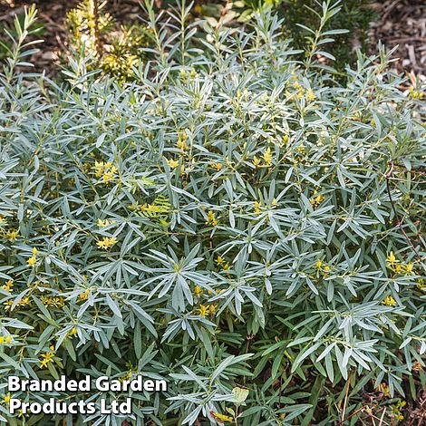 Hypericum Kalmianum 'Cobalt-n-Gold' 1 Hypericum Kalmianum 'Cobalt-n-Gold'