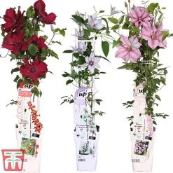 Clematis Patio Collection -plant How supplied