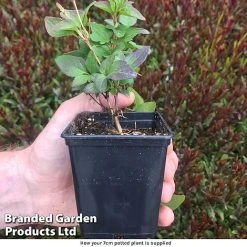 plant -plant How your pot is supplied