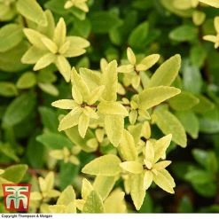 Holly Triflora Var. Kanehirae -plant ILEX T28604 A1