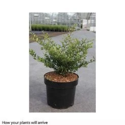 Holly 'Stokes' -plant ILEX T66265 A h