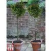 Ilex 'Little Rascal'