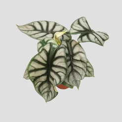 Alocasia Silver Dragon