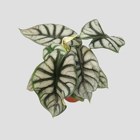 Alocasia Silver Dragon 1 Alocasia Silver Dragon