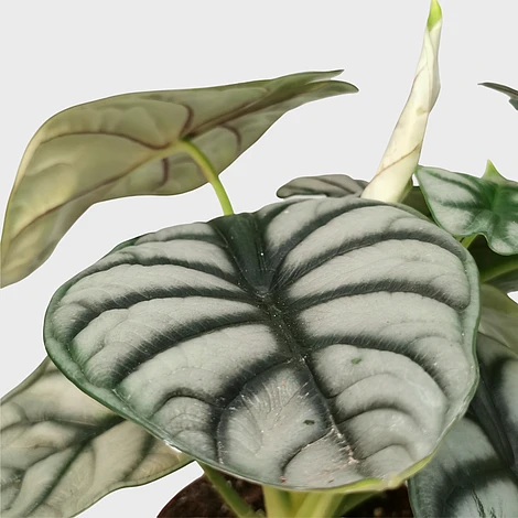 Alocasia Silver Dragon 2 Alocasia Silver Dragon - Image 2