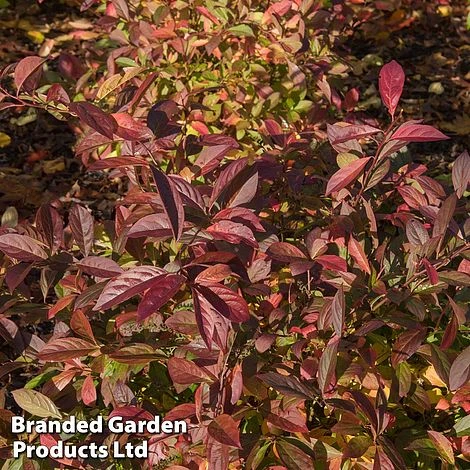 Itea Virginica 'Love Child' 2 Itea Virginica 'Love Child' - Image 2