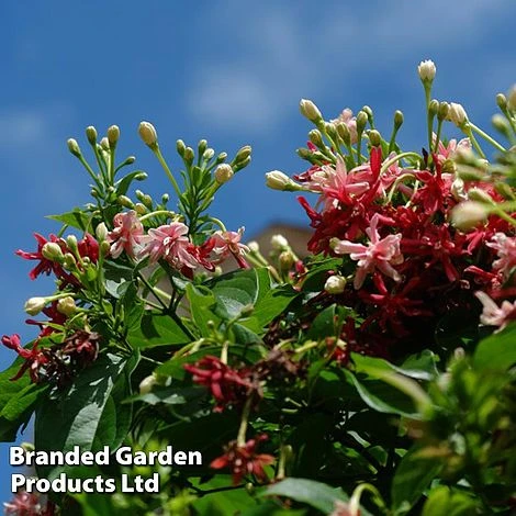 Jasminum X Stephanense 2 Jasminum X Stephanense - Image 2