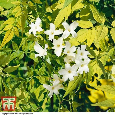 Jasminum Officinale 'Fiona Sunrise' 1 Jasminum Officinale 'Fiona Sunrise'
