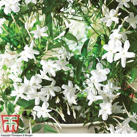 Jasmine On A Hoop 2 Jasmine On A Hoop - Image 2