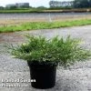 Juniperus Pfitzeriana 'White Splash'