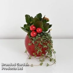 Kalanchoe Christmas Bauble - Gift