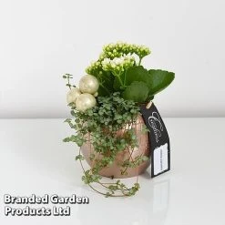 Kalanchoe Christmas Bauble - Gift 11 Kalanchoe Christmas Bauble - Gift -plant KALA CHRISBAUB T44338