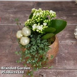 Kalanchoe Christmas Bauble - Gift 12 Kalanchoe Christmas Bauble - Gift -plant KALA CHRISBAUB T44339