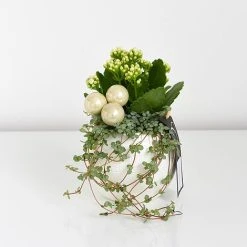 Kalanchoe Christmas Bauble - Gift 13 Kalanchoe Christmas Bauble - Gift -plant KALA CHRISBAUB T44341