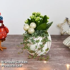Kalanchoe Christmas Bauble - Gift 14 Kalanchoe Christmas Bauble - Gift -plant KALA CHRISBAUB T44342