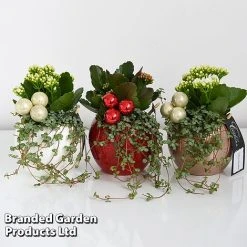 Kalanchoe Christmas Bauble - Gift 15 Kalanchoe Christmas Bauble - Gift -plant KALA CHRISBAUB T44344