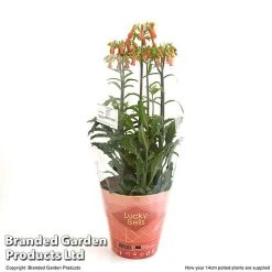Kalanchoe Blossfeldiana 'Lucky Bells' -plant KALA LUCKY14CM T48829