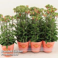 Kalanchoe Blossfeldiana 'Lucky Bells' -plant KALA LUCKY14CM WKF1192